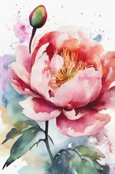 Fiore di peonia rosa ad acquerello