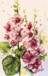 Malvarose rosa vivaci