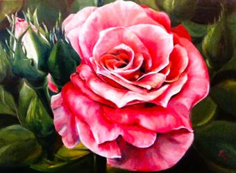 Rosa dai colori vivaci in fiore