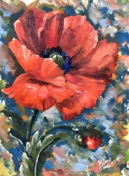 Papavero rosso vivace