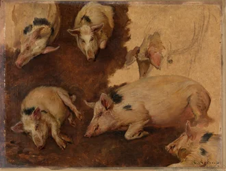 Studio di sei maiali