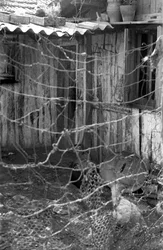 CROTONE - NELLE STALLE CON LE GALLINE,