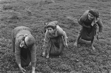 LAVORO FEMMINILE: RACCOLTA DELLE OLIVE IN CALABRIA