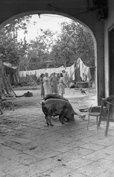 LAVORAZIONE DELLA CANAPA, L