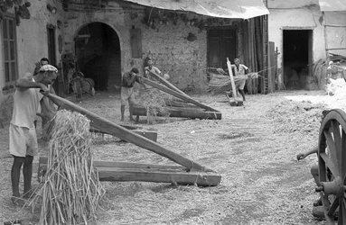 LAVORAZIONE DELLA CANAPA, LA PARANZA IN AZIONE