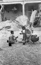 LAVORAZIONE DELLA CANAPA, COLAZIONE SUL LAVORO