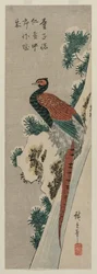 Fagiano di rame presso una cascata innevata, fine anni 1830 o inizio anni 1840