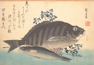 Shimadai e Ainame Pesci, dalla serie Uozukushi Ogni Varietà di Pesce