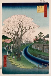 Fiori di ciliegio, argine del fiume Tama