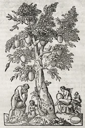 Albero del pane, incisione di Andre Thevet