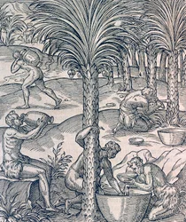 Abitanti di Capo Verde che preparano bevande dalle palme, incisione da Universal Cosmology