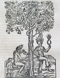 Nana fruit, pianta medicinale tropicale