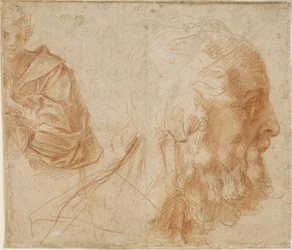 Un giovane e la testa di un vecchio Omero. Studio, ca 1521