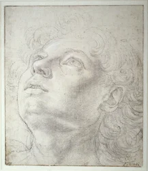 Testa d