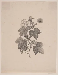 Pianta di cotone