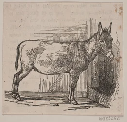 Asino