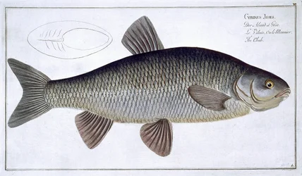 Chub (Cyprinus Jeses) tavola VI da 