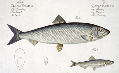 Aringa (Clupea Harengus) e Spratto (Clupea Sprattus) tavola XXIX da 