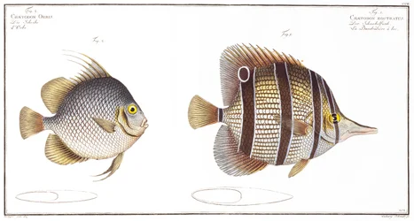 Pesce orb e pesce con becco, pubblicato da Black, c.1790