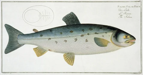 Salmone (Salmo Salar) tavola XX da 