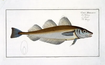 Merlano (Gadus Merlangus) tavola LXV da 