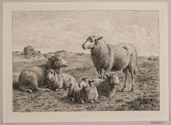 Danese: pecore e agnelli nel campo