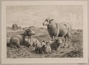 Pecore e agnelli nel campo
