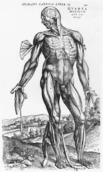 Studio anatomico, illustrazione da 