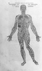 Andrea Vesalio (1514 - 1564), medico di Carlo V. "Humani corporis fabrica libri septem", Basilea 1543.