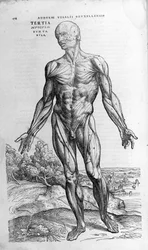 Andrea Vesalio (1514 - 1564), medico di Carlo V. "Humani corporis fabrica libri septem", Basilea 1543.