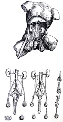 Le tavole del quinto libro del De Humani Corporis Fabrica