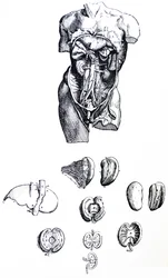 Le Tavole dal Quinto Libro del De Humani Corporis Fabrica