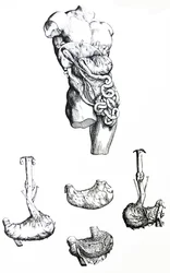 Le tavole del quinto libro del De Humani Corporis Fabrica