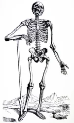 Le tavole del primo libro del De Humani Corporis Fabrica