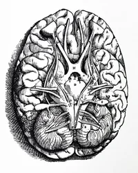 Le tavole del quarto libro del De Humani Corporis Fabrica