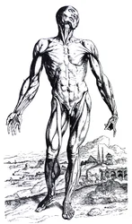 Le tavole del secondo libro del De Humani Corporis Fabrica