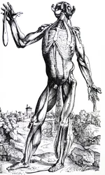 Le tavole dal Secondo Libro del De Humani Corporis Fabrica