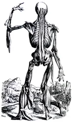 Le Tavole dal Secondo Libro del De Humani Corporis Fabrica