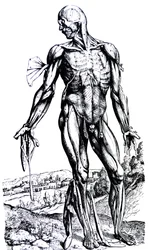 Le tavole del secondo libro del De Humani Corporis Fabrica