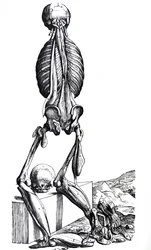 Le tavole dal secondo libro del De Humani Corporis Fabrica