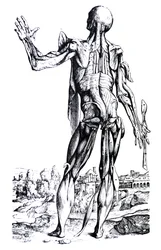 Le tavole del secondo libro del De Humani Corporis Fabrica