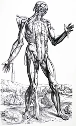 Le tavole dal secondo libro del De Humani Corporis Fabrica