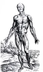 Le tavole dal secondo libro del De Humani Corporis Fabrica