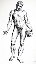 Le tavole dal settimo libro del De Humani Corporis Fabrica