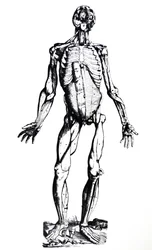 Le tavole del settimo libro del De Humani Corporis Fabrica
