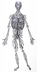 Le tavole del terzo libro del De Humani Corporis Fabrica