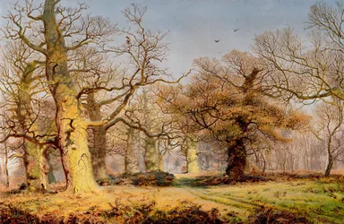 Querce nella foresta di Sherwood