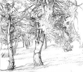 Disegno di un sentiero ombreggiato nel bosco