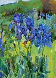 Iris blu vivaci