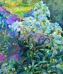Phlox dai colori vivaci